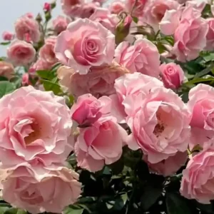 Yellow Climbing Rose Live Plant, Fragrant Shrub, Hardy Zones 4-9, Starter Size 5-9 Inches Tall - Image 3