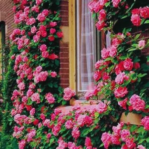 Yellow Climbing Rose Live Plant, Fragrant Shrub, Hardy Zones 4-9, Starter Size 5-9 Inches Tall - Image 5