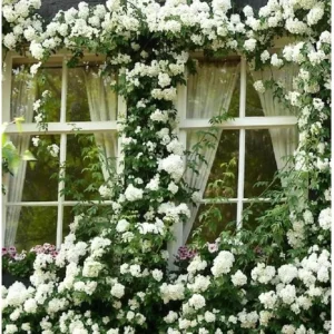 Yellow Climbing Rose Live Plant, Fragrant Shrub, Hardy Zones 4-9, Starter Size 5-9 Inches Tall - Image 6