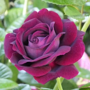 Yellow Climbing Rose Live Plant, Fragrant Shrub, Hardy Zones 4-9, Starter Size 5-9 Inches Tall - Image 9