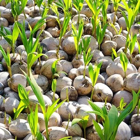 Yellow Coconut Tree Live Plant - Sprouted Edible Tropical Fruit, 6-8 Inch, Zones 10-11 - Image 5