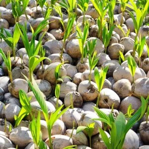 Yellow Coconut Tree Live Plant - Sprouted Edible Tropical Fruit, 6-8 Inch, Zones 10-11 - Image 6