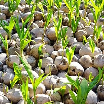 Yellow Coconut Tree Live Plant - Sprouted Edible Tropical Fruit, 6-8 Inch, Zones 10-11 - Image 7