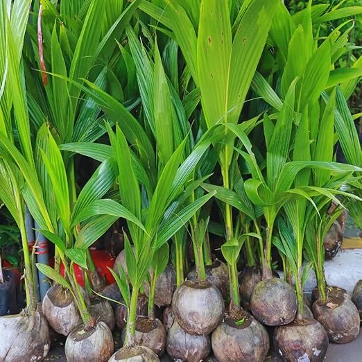 Yellow Coconut Tree Live Plant – Sprouted Tropical Palm – 6 to 8 Inch Tall – Outdoor - Image 2