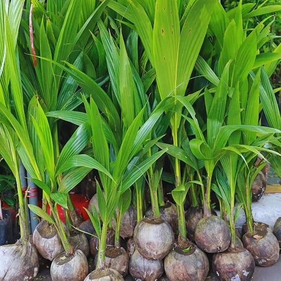 Yellow Coconut Tree Live Plant – Sprouted Tropical Palm – 6 to 8 Inch Tall – Outdoor - Image 3