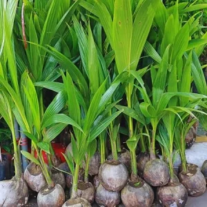 Yellow Coconut Tree Live Plant – Sprouted Tropical Palm – 6 to 8 Inch Tall – Outdoor - Image 7