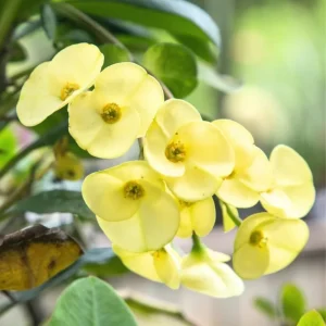 Yellow Crown of Thorns Live Plant – Euphorbia Milii – 4