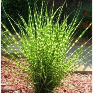 Yellow Gold Ornamental Grasses Live Plant – Maiden Grass Perennial, Miscanthus, 5-10 Inches Tall - Image 3