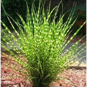Yellow Gold Ornamental Grasses Live Plant – Maiden Grass Perennial, Miscanthus, 5-10 Inches Tall - Image 7
