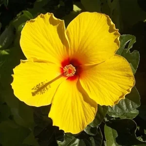Yellow Hibiscus Live Plant – Flower Starter, 3-5 Inch Tall – Outdoor - Image 3
