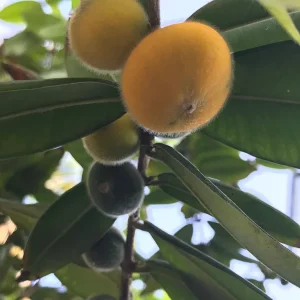 Yellow Jaboticaba Cabelluda Live Plant - 2-6'' Starter Tree (Myrciaria Glazioviana) - Image 2