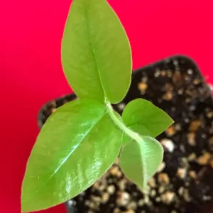 Yellow Jaboticaba Cabelluda Live Plant - 2-6'' Starter Tree (Myrciaria Glazioviana) - Image 3