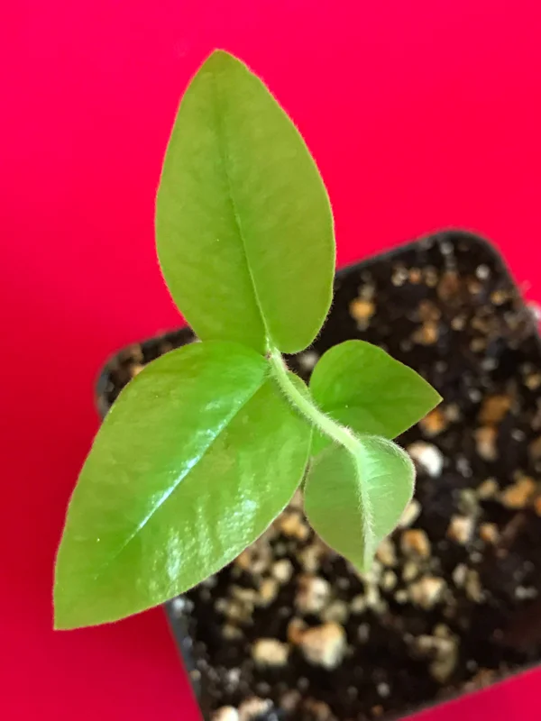 Yellow Jaboticaba Cabelluda Live Plant - 2-6'' Starter Tree (Myrciaria Glazioviana) - Image 3