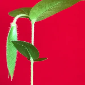 Yellow Jaboticaba Cabelluda Live Plant - 2-6'' Starter Tree (Myrciaria Glazioviana) - Image 4