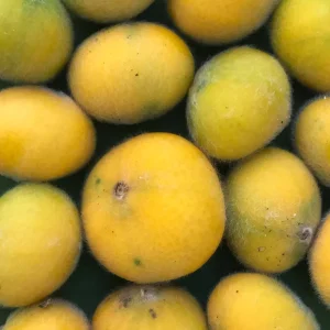 Yellow Jaboticaba Cabelluda Live Plant - 2-6'' Starter Tree (Myrciaria Glazioviana) - Image 5