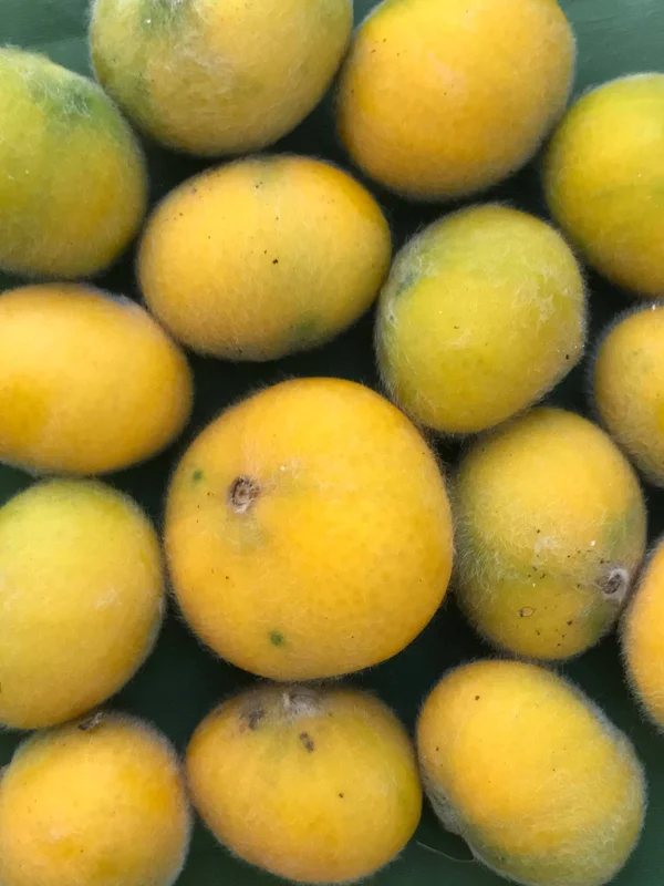 Yellow Jaboticaba Cabelluda Live Plant - 2-6'' Starter Tree (Myrciaria Glazioviana) - Image 5