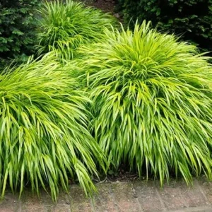 Yellow Japanese Grass Live Plant, Cold Hardy Ornamental Grass, Zones 5-9 - Image 3