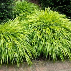 Yellow Japanese Grass Live Plant, Cold Hardy Ornamental Grass, Zones 5-9 - Image 1