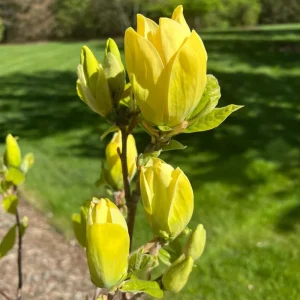 Yellow Magnolia Tree Live Plant - 12-24 Inch, Gallon Pot, Fragrant Yellow Flowers - Image 3