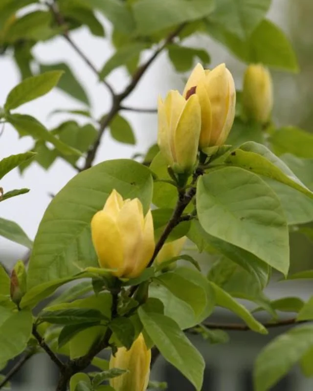 Yellow Magnolia Tree Live Plant - 12-24 Inch, Gallon Pot, Fragrant Yellow Flowers - Image 4