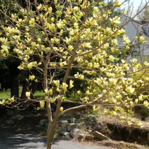 Yellow Magnolia Tree Live Plant - 12-24 Inch, Gallon Pot, Fragrant Yellow Flowers - Image 5