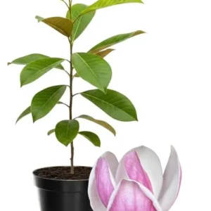 Yellow Magnolia Tree Live Plant 4-8 Inches - Fragrant Blooms, Hardy Perennial - Image 4