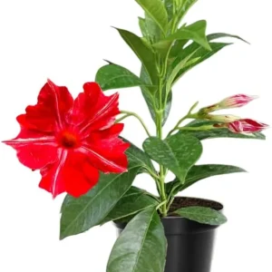 Yellow Mandevilla Live Plants, 2-Pack Flowering Vines, 4-9 Inch Tall, for Baskets & Gardens - Image 2