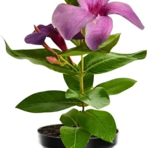 Yellow Mandevilla Live Plants, 2-Pack Flowering Vines, 4-9 Inch Tall, for Baskets & Gardens - Image 3