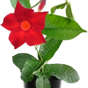 Yellow Mandevilla Live Plants, 2-Pack Flowering Vines, 4-9 Inch Tall, for Baskets & Gardens - Image 1