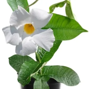 Yellow Mandevilla Live Plants, 2-Pack Flowering Vines, 4-9 Inch Tall, for Baskets & Gardens - Image 4