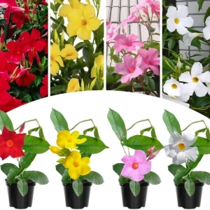 Yellow Mandevilla Live Plants, 2-Pack Flowering Vines, 4-9 Inch Tall, for Baskets & Gardens - Image 5