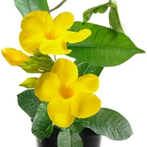 Yellow Mandevilla Live Plants, 2-Pack Flowering Vines, 4-9 Inch Tall, for Baskets & Gardens - Image 6