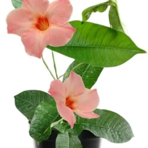 Yellow Mandevilla Live Plants, 2-Pack Flowering Vines, 4-9 Inch Tall, for Baskets & Gardens - Image 7