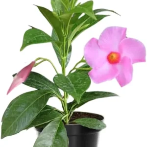 Yellow Mandevilla Live Plants, 2-Pack Flowering Vines, 4-9 Inch Tall, for Baskets & Gardens - Image 8
