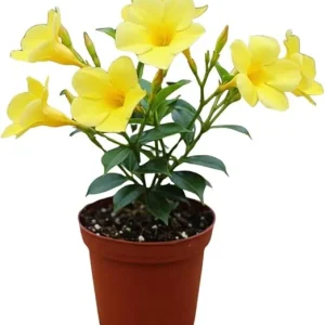 Yellow Mandevilla Live Plants - Set of 2, 4-7 Inches Tall, Garden Vine - Image 3