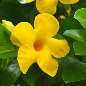 Yellow Mandevilla Live Plants Vine - Set of 2, Fragrant Flowering Plant, Indoor/Outdoor Gardening - Image 3