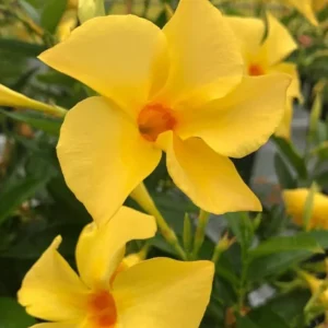 Yellow Mandevilla Vine Live Plant - Dipladenia, Tropical Flowering Vine, 5-9 Inch Tall - Image 2