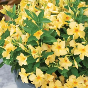 Yellow Mandevilla Vine Live Plant - Dipladenia, Tropical Flowering Vine, 5-9 Inch Tall - Image 3