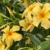 Yellow Mandevilla Vine Live Plant - Dipladenia, Tropical Flowering Vine, 5-9 Inch Tall - Image 1