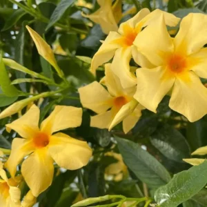 Yellow Mandevilla Vine Live Plant - Dipladenia, Tropical Flowering Vine, 5-9 Inch Tall - Image 1