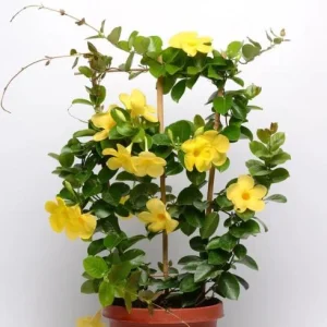Yellow Mandevilla Vine Live Plant - Dipladenia, Tropical Flowering Vine, 5-9 Inch Tall - Image 4