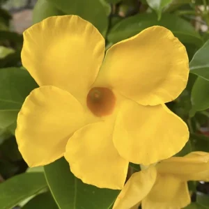 Yellow Mandevilla Vine Live Plant - Dipladenia, Tropical Flowering Vine, 5-9 Inch Tall - Image 5