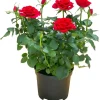 Yellow Miniature Rose Plant Live, 3" Pot, Indoor Outdoor Mini Rose Bush - Image 1