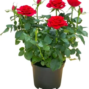 Yellow Miniature Rose Plant Live, 3" Pot, Indoor Outdoor Mini Rose Bush - Image 1