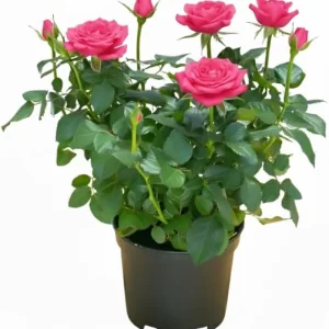 Yellow Miniature Rose Plant Live, 3" Pot, Indoor Outdoor Mini Rose Bush - Image 2