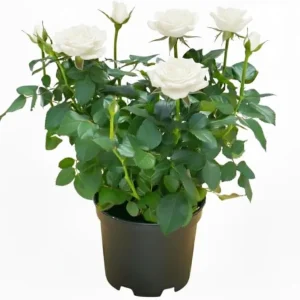 Yellow Miniature Rose Plant Live, 3