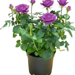 Yellow Miniature Rose Plant Live, 3