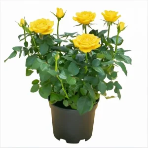 Yellow Miniature Rose Plant Live, 3
