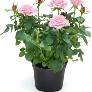 Yellow Miniature Rose Plant Live, 3