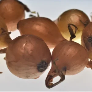 Yellow Onion Sets - Non-GMO Heirloom Seed Onions, Live Bulbs for Planting - Image 2